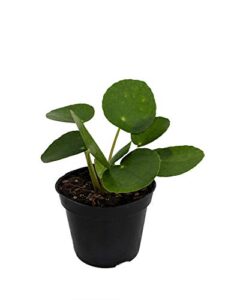 hirt’s gardens chinese money plant – pilea peperomiodes – 2.5″ pot