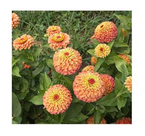 david’s garden seeds flower zinnia queeny lime orange 7676 (orange) 50 non-gmo, open pollinated seeds