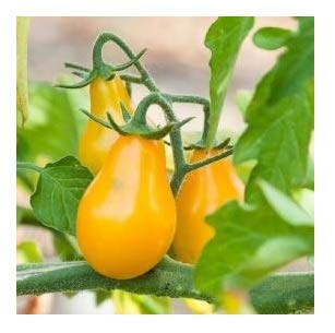David's Garden Seeds Tomato Pear Indeterminate Yellow FBA-3456 (Yellow) 25 Non-GMO, Heirloom Seeds