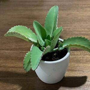 Cozy Garden / 3 Mother of Thousands / Medium Size / Live Plant / Bare Root