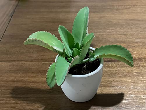 Cozy Garden / 3 Mother of Thousands / Medium Size / Live Plant / Bare Root