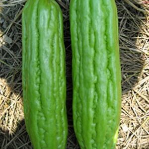 Bitter Gourds Seeds (Asian vegetable)"Green Skin" - 8-10" long - balsam pear(25 Seeds)