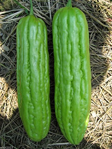 Bitter Gourds Seeds (Asian vegetable)"Green Skin" - 8-10" long - balsam pear(25 Seeds)