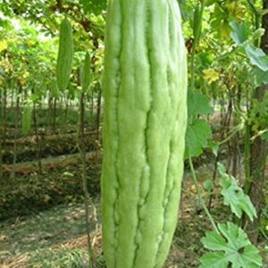 Bitter Gourds Seeds (Asian vegetable)"Green Skin" - 8-10" long - balsam pear(25 Seeds)