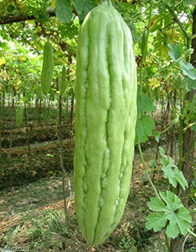 Bitter Gourds Seeds (Asian vegetable)"Green Skin" - 8-10" long - balsam pear(25 Seeds)