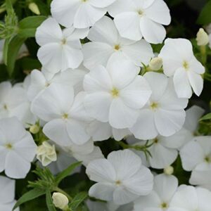 outsidepride phlox white ground cover, garden flowers, bedding & container plants – 1000 seeds