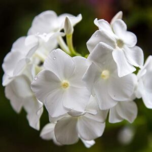 Outsidepride Phlox White Ground Cover, Garden Flowers, Bedding & Container Plants - 1000 Seeds