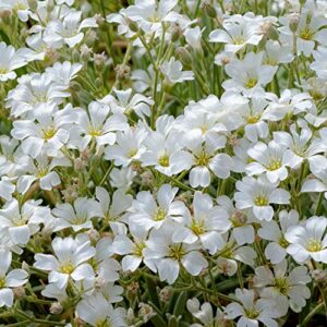 Outsidepride Phlox White Ground Cover, Garden Flowers, Bedding & Container Plants - 1000 Seeds