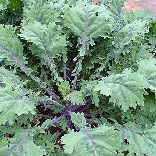 500 Red Russian Kale Seeds for Planting Heirloom Non GMO 1.75+ Grams Garden Vegetable Bulk Survival