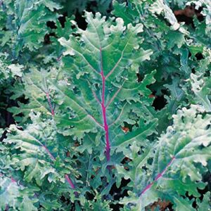 500 Red Russian Kale Seeds for Planting Heirloom Non GMO 1.75+ Grams Garden Vegetable Bulk Survival