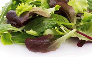 500 gourmet mixed green lettuce seeds | non-gmo | fresh garden seeds
