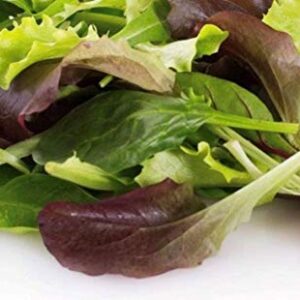 500 Gourmet Mixed Green Lettuce Seeds | Non-GMO | Fresh Garden Seeds