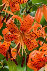 votaniki giant lancifolium tiger lily bulbs | fragrant, vibrant colors | easy to grow | perfect for garden borders, cut flowers, and naturalizing (4 pack)