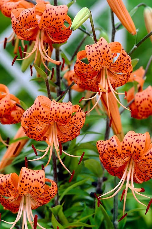 Votaniki Giant Lancifolium Tiger Lily Bulbs | Fragrant, Vibrant Colors | Easy to Grow | Perfect for Garden Borders, Cut Flowers, and Naturalizing (4 Pack)