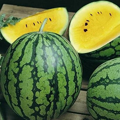 David's Garden Seeds Fruit Watermelon Yellow Petite 9832 (Yellow) 25 Non-GMO, Heirloom Seeds