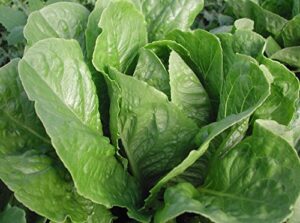 parris island cos green romaine lettuce seeds- 1,000+ seeds by ohio heirloom seeds