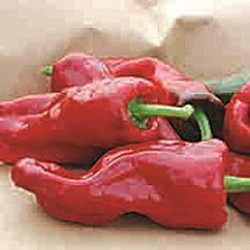 Melrose Sweet Peppers Seeds (20+ Seeds) | Non GMO | Vegetable Fruit Herb Flower Seeds for Planting | Home Garden Greenhouse Pack