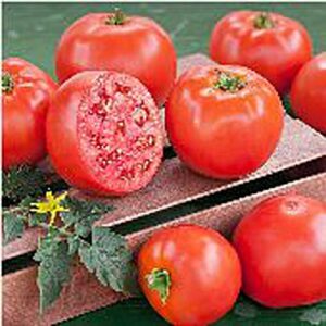 goliath tomato (original) seeds (20+ seeds) | non gmo | vegetable fruit herb flower seeds for planting | home garden greenhouse pack