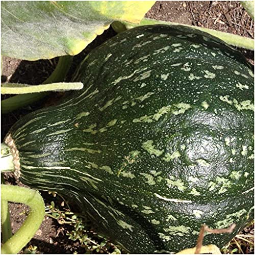 True Green Improved Hubbard Squash Seeds for Planting, 25 Heirloom Seeds Per Packet, (Isla's Garden Seeds), Non GMO Seeds, Scientific Name: Cucurbita Maxima, Great Home Garden Gift