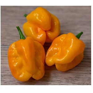 David's Garden Seeds Pepper Hot Numex Suave Orange 1199 (Orange) 25 Non-GMO, Heirloom Seeds