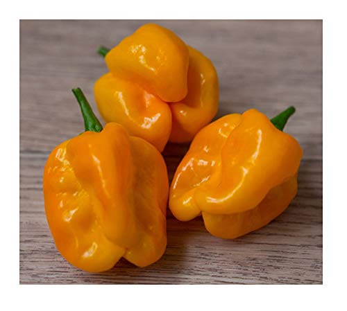 David's Garden Seeds Pepper Hot Numex Suave Orange 1199 (Orange) 25 Non-GMO, Heirloom Seeds