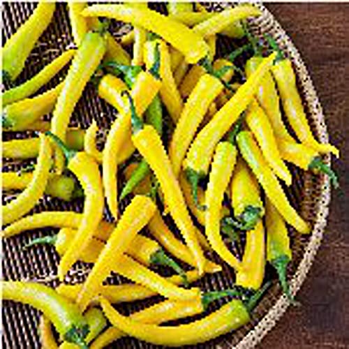 Golden Cayenne Hot Peppers Seeds (20+ Seeds) | Non GMO | Vegetable Fruit Herb Flower Seeds for Planting | Home Garden Greenhouse Pack