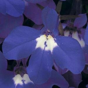 lobelia riviera midnight blue seeds – film-coated – untreated – 500 seeds