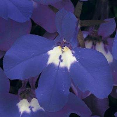 Lobelia Riviera Midnight Blue Seeds - Film-Coated - UNTREATED - 500 Seeds