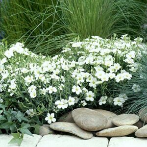 outsidepride perennial arenaria montana alpine, rock garden, or ground cover plant – 2000 seeds