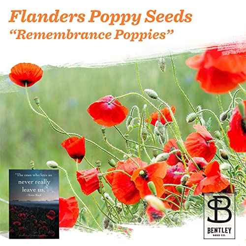 Bentley Seed Co. Remembrance - The Ones Who Love Us Never Really Leave Us - Seed Favor Packets - Gardening Gifts - Poppy Seeds for Planting - Garden or Indoor Plant Flowers - Growing Plants in Memory