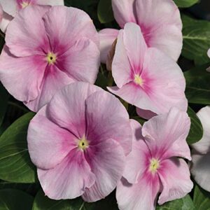 outsidepride vinca periwinkle vitalia icy pink garden flower, ground cover, & container plants – 100 seeds