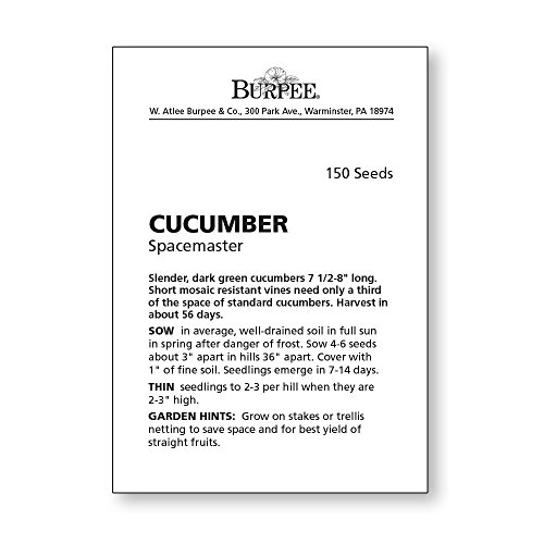 Burpee Spacemaster Slicing Cucumber Seeds 150 seeds