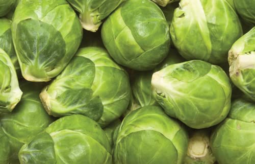 Brussel Sprouts Seeds for Planting, Catskill, 1 Gram, 270 Seeds, Grow Heirloom Brussels Sprouts Fresh in Your Garden, Non-GMO