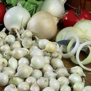 onion sets ,white (20 bulbs) garden vegetable