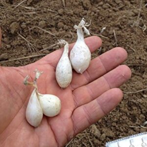 Onion Sets ,White (20 Bulbs) Garden Vegetable