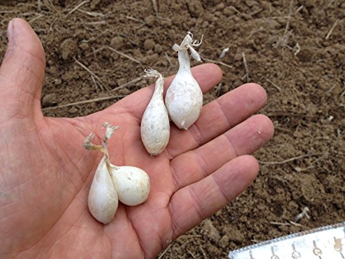 Onion Sets ,White (20 Bulbs) Garden Vegetable