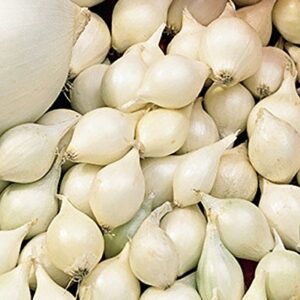 Onion Sets ,White (20 Bulbs) Garden Vegetable