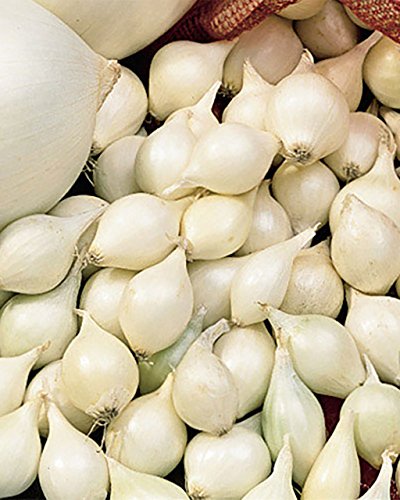 Onion Sets ,White (20 Bulbs) Garden Vegetable