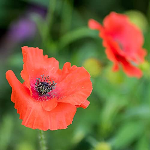 Bee and Butterfly Wildflower Seeds - Bulk Flower Seed Mix with Over 30,000 Premium Seeds- Stunning Blooms - Attracts Pollinators, Bees, Butterflies - Perennial, Annual