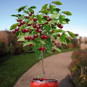 10 seeds dwarf cherry tree self-fertile fruit tree indoor/outdoor