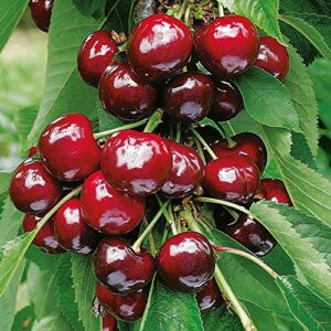10 Seeds Dwarf Cherry Tree Self-Fertile Fruit Tree Indoor/Outdoor