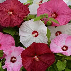 outsidepride hibiscus luna garden flower seed & foliage plant mix – 20 seeds