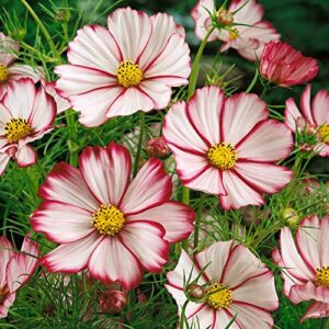 outsidepride cosmos bipinnatus picotee garden wild cut flower seeds – 2000 seeds