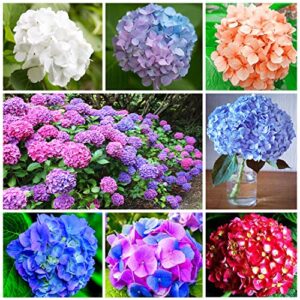 100+ mixed hydrangea seeds for planting fast growing shrub flowers bush plants beautiful smell outdoor garden decor home perennial