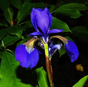 david’s garden seeds flower native american iris wild blue 7611 (blue) 100 non-gmo, heirloom seeds