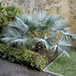 chuxay garden 7 seeds brahea armata,mexican blue palm,blue hesper palm large evergreen tree attractive appearance great ornamental plant