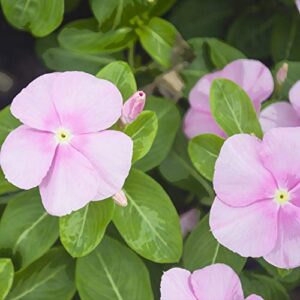 outsidepride vinca periwinkle pink garden flower, ground cover, & container plants – 4000 seeds