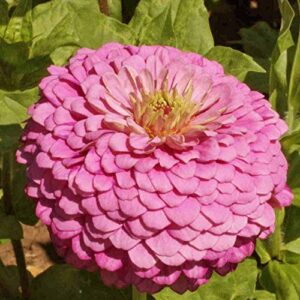david’s garden seeds flower zinnia solid color luminosa fba-1164 (pink) 200 non-gmo, heirloom seeds
