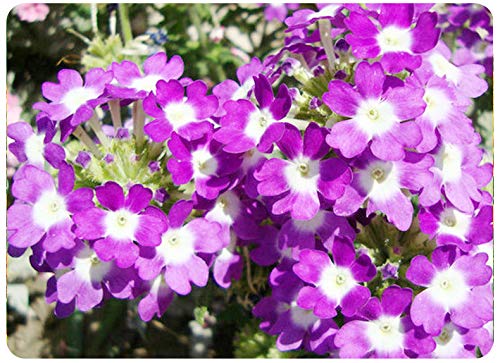 100+ Mix Moss Verbena Seeds Flower Violet Annual Garden