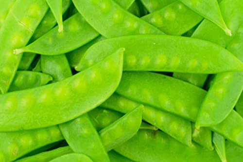 Mammoth Melting Sugar Pod Snow Pea Garden Seeds - 100 Seeds ~ Non-GMO, Heirloom Vegetable Gardening & Microgreens Seeds